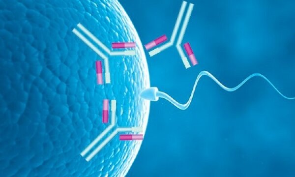 Антиспермальные антитела поражают разные части сперматозоидов