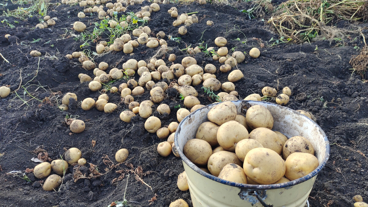 Как появилась картошка в России и почему ее раньше не хотели есть