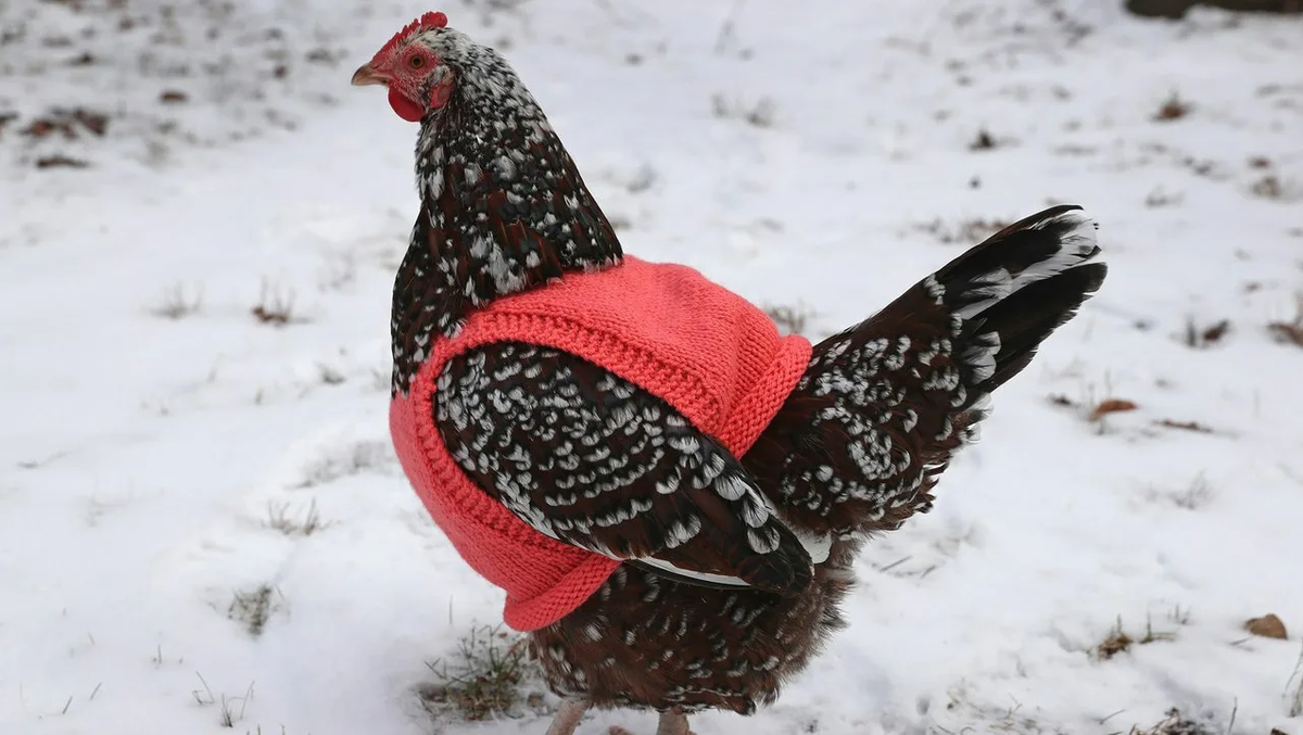 Рацион зимой Основная задача – обеспечить птицу энергией. Обильное питание со значительной долей белков и углеводов поможет пережить холода. В птичнике поддерживайте температуру на уровне +7С…+12С. Утеплите помещение, на пол настелите солому или древесные опилки. Обязательно проращивайте часть зерна. Так повышается его энергетическая ценность. Перед употреблением не пророщенных злаков запарьте их. Так зерно лучше усвоится. Проведите дрожжевание зерна. Дрожжи богаты белком. Выполнить дрожжевание просто: растворите в 1,5л теплой воды 30г свежих дрожжей; в мучной корм в количестве 1кг влейте дрожжевую смесь, перемешайте и уберите в тепло на 9 часов; готовый корм добавляйте во влажную мешанку. Норма – до 20 г в сутки на 1 голову. 