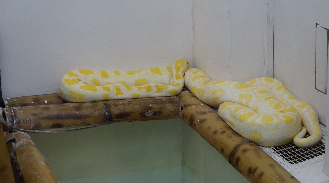 принц в углу 