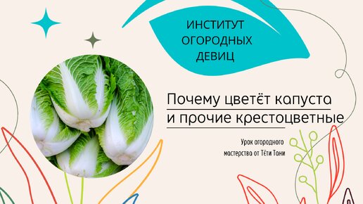 Почему цветет капуста, редис и прочие крестоцветные.