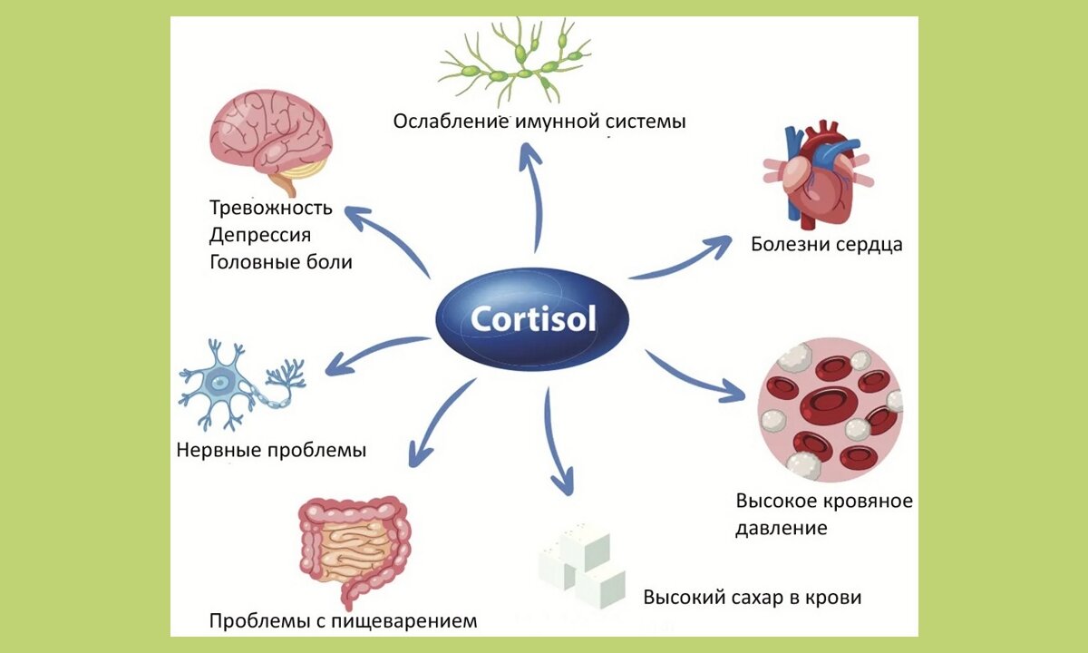 Влияние кортизола на организм