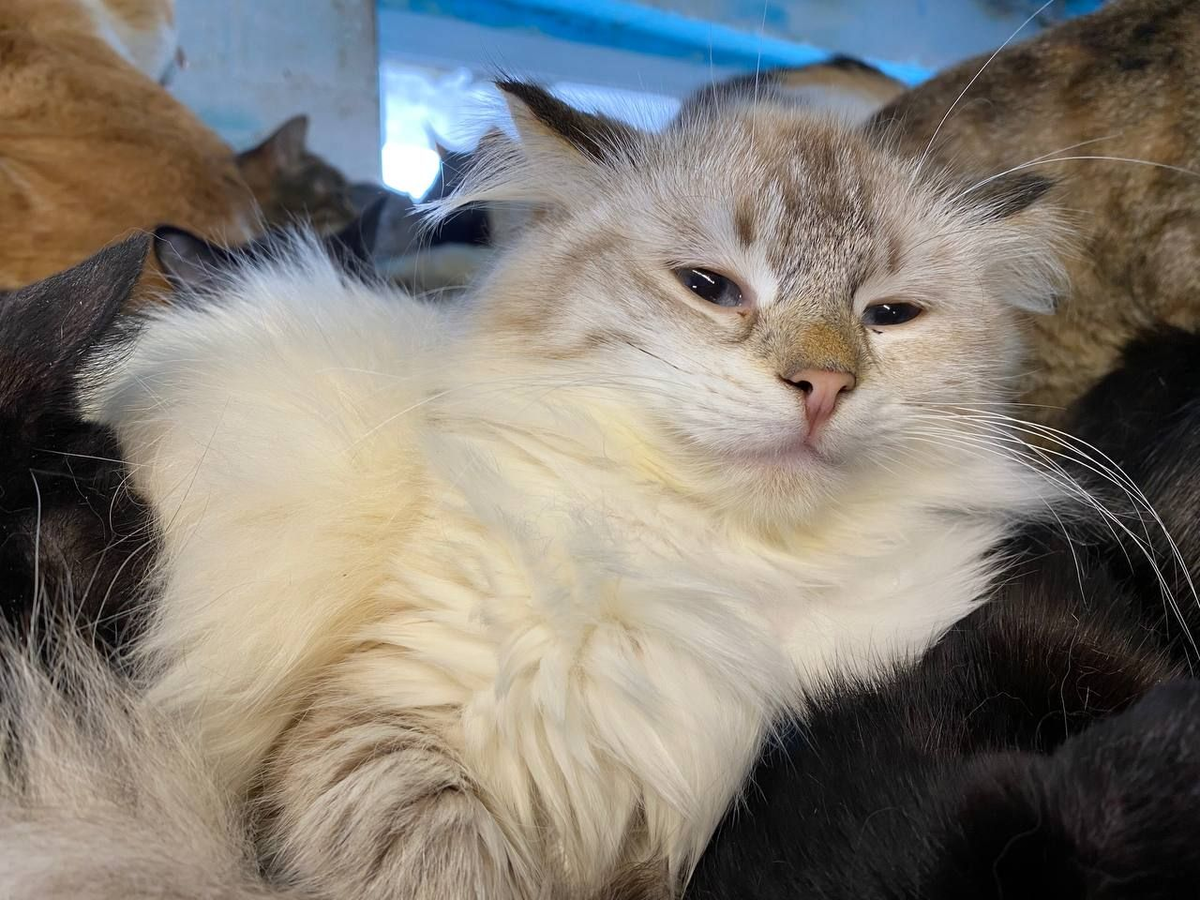 Что вы там говорите про сытого котика?
