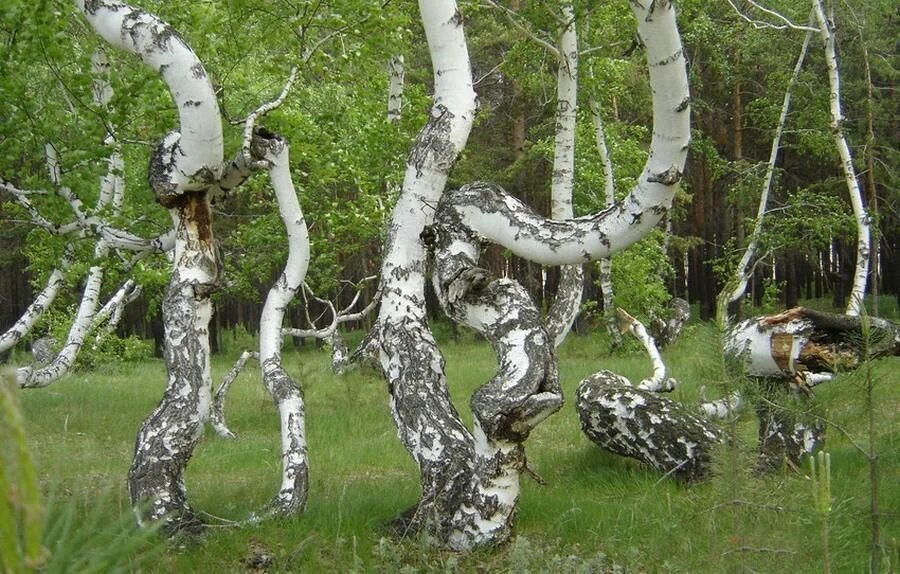 "Роща пьяных берез"/ © howitworks.iknowit.ru