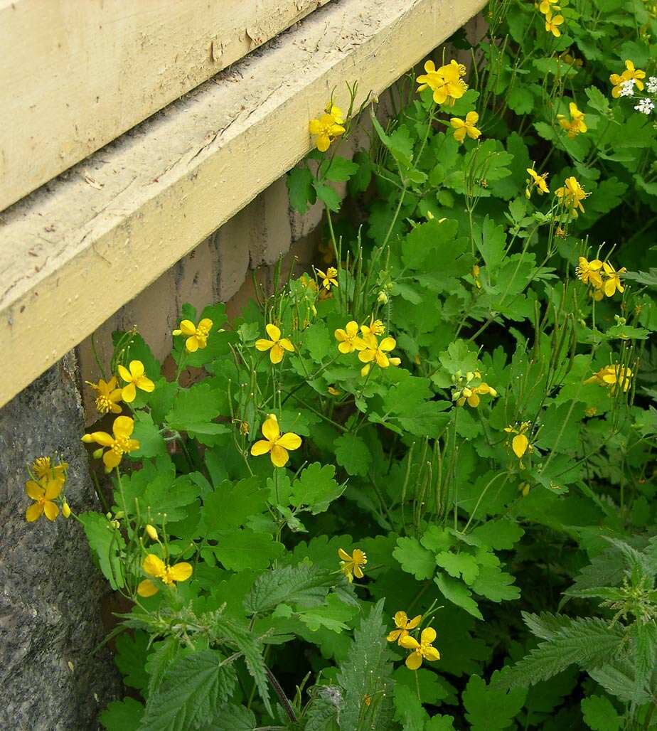 Chelidonium. Хелидониум (чистотел).