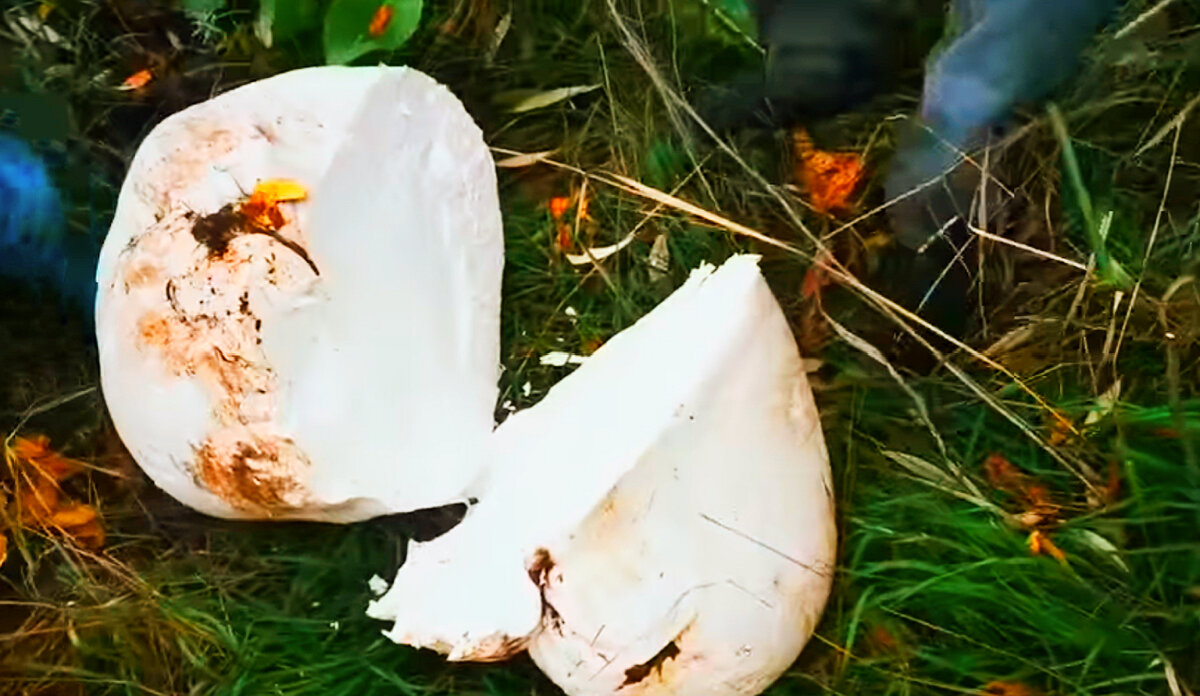 Молодой гриб, пригодный в пищу