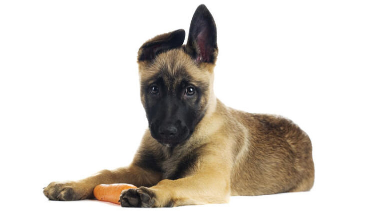    Как кормить овчарку? Фото: Micimakin, по лицензии Shutterstock.com