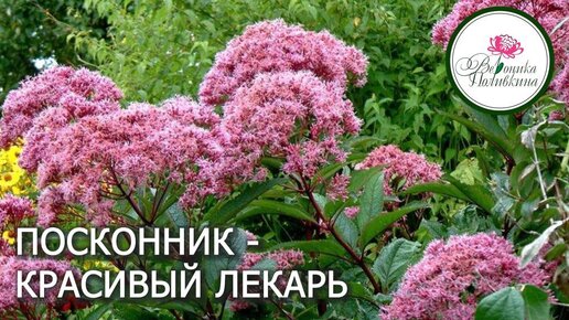 ПОСКОННИК - КРАСИВЫЙ ЛЕКАРЬ В САДУ