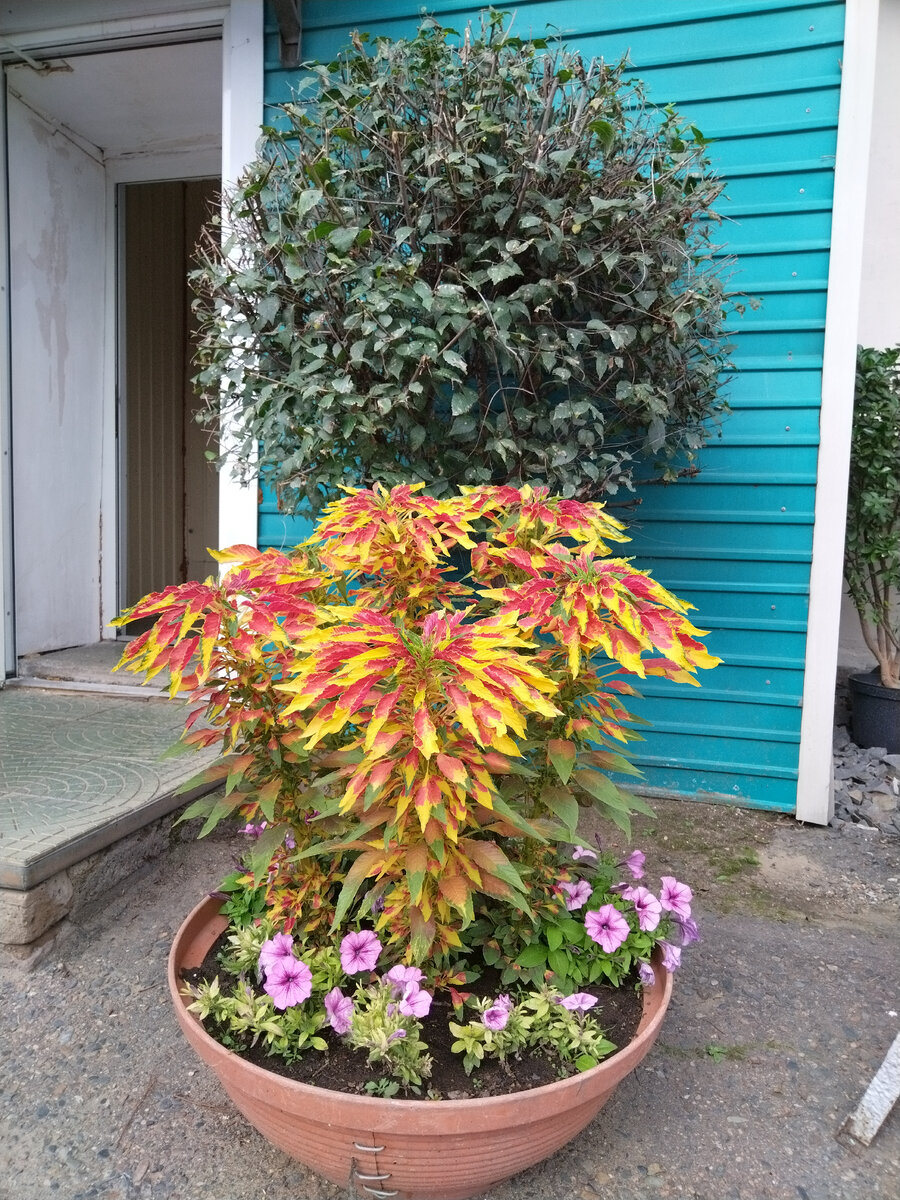 У растения оригинальная окраска листьев. 