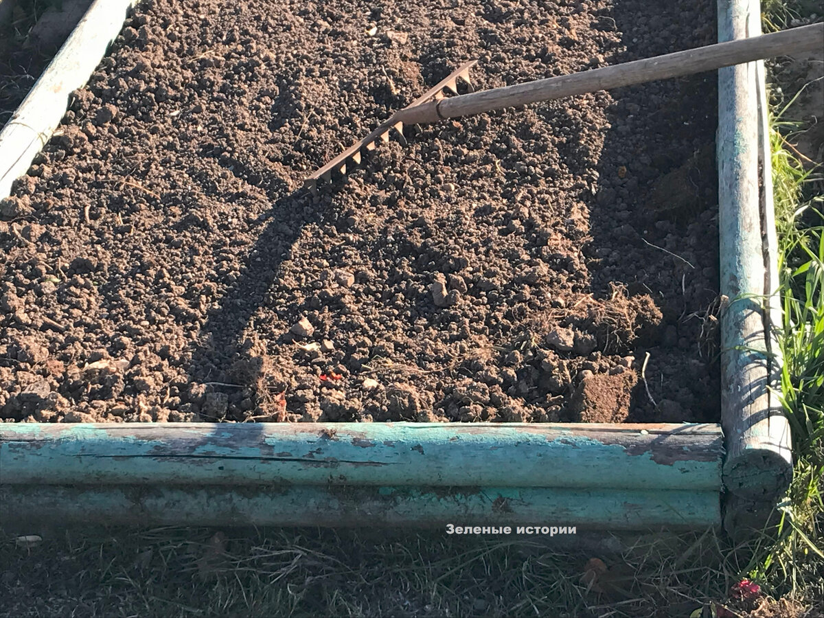 После уборки урожая грядки засеваю сидератами