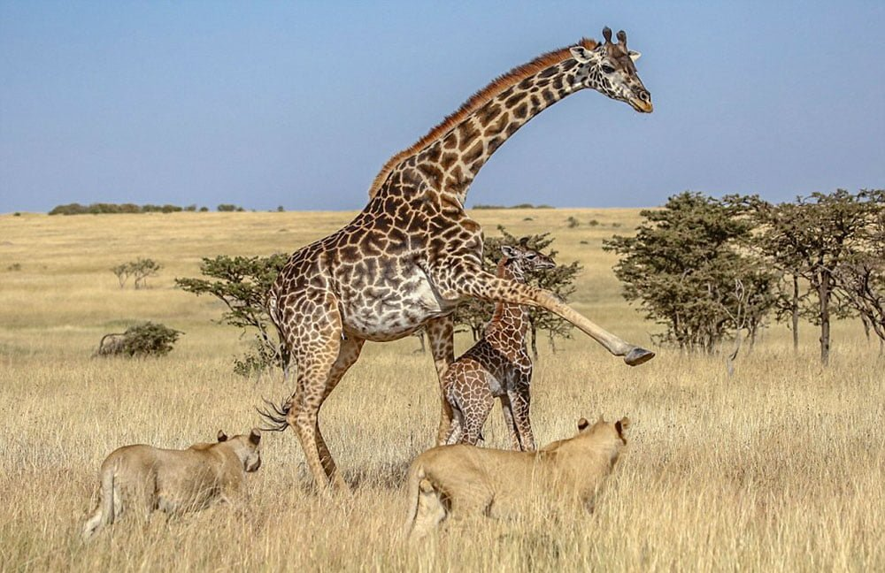 Одним ударом копыта жираф способен убить льва. Главное — попасть. 