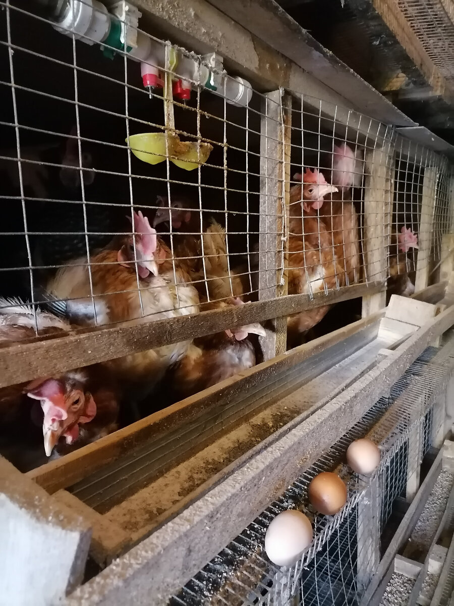 Семейка Ломанов