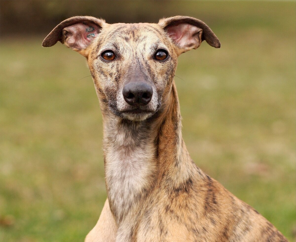 Эти ловкие и дружелюбные собаки не так часто встречаются в нашей стране; их официальной родиной считается Великобритания, поэтому уиппетов называют малой английской борзой. Однако в истории имеется немало фактов, указывающих на совсем иное происхождение этого грациозного охотника.

