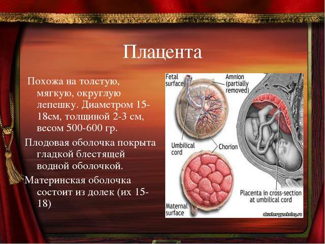 Презентация мать плацента плод