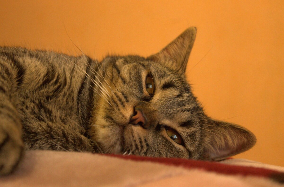  Если вы хозяин кота, то не понаслышке знаете, что такое шерсть. Для животного шерстяной покров – настоящая гордость, чрезвычайно важный атрибут охотника, поскольку улавливает малейшие колебания и изменения окружающей среды. Для хозяина шерсть – повод для недовольства, ведь приставучие волоски обнаруживаются на дорогом костюме, в еде, попадают в глаза и рот, вызывая зуд и раздражение. Так, с появлением в доме животного помимо ежедневных человеческих дел придется выполнять некоторые специальные действия из категории «для животных», позволяющие сократить количество нежелательной шерсти в доме и на одежде.
