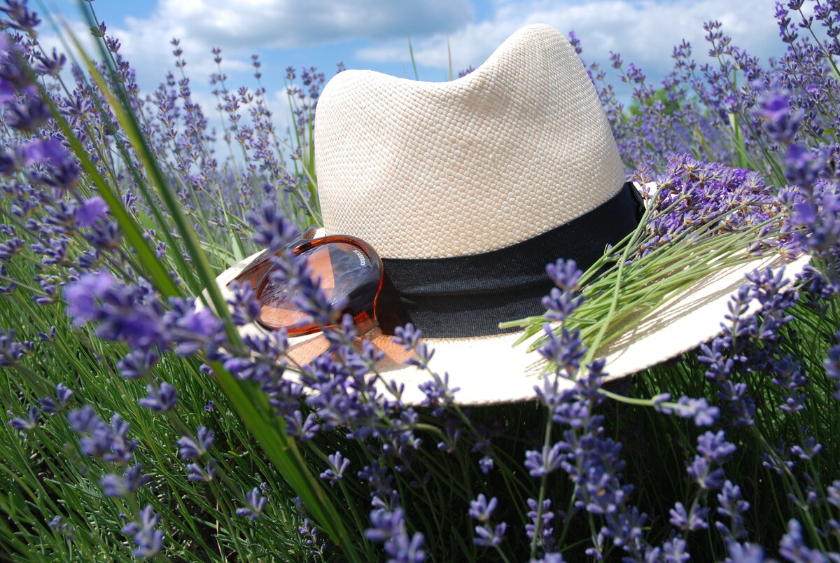 Лето в Молдавии  - пора ярких красок и буйного цветения