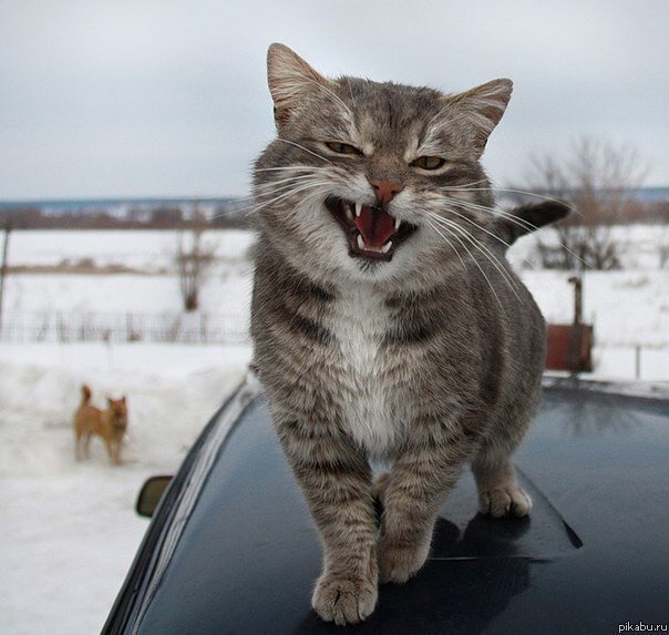 Наглая морда