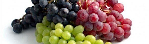 Здравствуйте, дорогие читатели. Многие из нас, наверняка, каждый год ждут август, и не только потому, что это — последний месяц летнего зноя. Этот месяц еще и богат на урожай винограда различных сортов. Каждый знает, что за лето нужно как следует «подготовить» свой организм к холодам. Подготовка же эта заключается в том, что нужно как можно больше съесть свежих фруктов и овощей, которые пополнят наш иммунитет нужными витаминами. Задача эта достаточно сложная, ведь если и появляются свежие «продукты природы», то все и сразу, поэтому наестся всего и вдоволь иногда не хватает сил, хотя и желание огромное. Виноград получил свою популярность больше в виде ароматного алкогольного напитка, чем как ягода. 
Вино еще с давних времен считалось напитком богов, и не потому, что туманило разум и расслабляло тело. Оно придавало сил и мужества воинам, а простые рабочие получали запас энергии с каждым его глотком.

Соответственно, если вино дает такой энергетический заряд, а значит здоровье, то сама ягода в свежем виде способна обогатить организм всеми необходимыми полезными веществами.

Достаточно часто, мы наслаждаемся лишь вкусом винограда, даже не подозревая, насколько полезной она является для нашего здоровья.
Какие полезные вещества хранит в себе виноград — состав 

Состав винограда настолько богат различными витаминами и микроэлементами, что перечислить все, наверное, и не удастся.

Виноградная ягода богата витаминами группы В, а также А, Н, К, Р, ну и конечно же аскорбиновой кислотой, которая является главной составляющей всех летних фруктов.

Говоря, о микроэлементах, следует выделить железо, кальций, фосфор, цинк и фтор. Также в нем есть фитостерины — вещества, предотвращающие развитие раковых опухолей.

Мы выделили только наиболее важные и известные нам составляющие, а на самом деле, в его составе насчитывается более двухсот веществ, которые являются полезными для организма человека.

Причем, мы говорим не только о самих ягодах, но еще и о косточках внутри них, о листьях, и даже о стебле растения. Поэтому способов лечения таким растением как виноград будет достаточно много.

Наверное, каждый продукт несет в себе как полезные качества, так и вредные. Не может быть все так хорошо, как кажется на первый взгляд. Дальше мы поговорим о вреде этих солнечных ягод, и о том, кому противопоказаны такие солнечные ягоды — виноград. Но, прежде всего, поговорим все-таки о хорошем. Чем же полезен виноград? Какое воздействие винограда на отдельные системы организма.

От виноградного куста невозможно отойти, когда гроздья уже поспели. Поэтому не стоит останавливать процесс «уничтожения» плодов, ведь они так полезны для нас, а виноградный сезон длится не так долго, как хотелось бы.

Виноград

А значит, нужно успеть пополнить собственные витаминные запасы для того, чтобы стать здоровее.
Чем же так полезен виноград — польза и полезные свойства 

Виноград имеет ряд полезных свойств и «несет» огромную пользу для организма, теперь обо все подробнее.

    Аскорбиновая кислота, он же витамин С. Помните кислую кожицу, которую наверняка каждый пытается выбрасывать? Так вот именно она богата этим витамином, а без него, как известно, наш иммунитет быстро сдастся и перестанет выполнять свои прямые обязанности. Поэтому не берите грех на душу, а кушайте все, что дает нам природа.

    Благодаря той же аскорбиновой и другим кислотам, виноград способен разжижать кровь. Следовательно, низкая плотность крови не дает образовывать тромбам, которые в последствии могут стать причиной инсультов.

    Витамины, которые содержатся в плодах винограда, не только расширяют стенки сосудов, но и укрепляют их. Благодаря этому кровоток нормализуется, и все полезные вещества успешно поставляются каждому органу.

    Именно сок винограда может избавить вас от мучительных головных болей, даже — от самых сильных. Если регулярно принимать определенную дозу сока каждое утро, то день будет проходить без проблем.

    Регулирует концентрацию холестерина в крови, благодаря чему закупорка сосудов исключается, а значит, кровь циркулирует без преград.

    Виноградный сок известен своим слабительным эффектом. Поэтому его рекомендуется применять при постоянных запорах, ведь это безопасное средство, не вызывающее привыкания. Все дело в целлюлозе и органических кислотах, которые в нем содержатся.

    Несмотря на свою невысокую калорийность, дает колоссальный заряд энергии. Поэтому его советуют употреблять по утрам, если вы чувствуете заметную слабость, а нужно идти на работу. Здесь лучше всего выпить полстакана виноградного сока на завтрак.

    Виноград способствует понижению кислоты в организме, в том числе и мочевой. Поэтому это может значительно облегчить работу почкам, особенно если их работа не является полной по каким-то причинам. Даже если мочевина вовремя не выводится из организма, элементы нашего растения помогут нейтрализовать ее пагубное действие на другие органы.

    Виноград является одним из наиболее известных средств, которые направлены на предотвращения рака. А в случае его возникновения, он замедляет рост уже существующей опухоли. Здесь наиболее эффективным будет именно сок винограда, так как в нем сконцентрированы исключительно полезные вещества.

    Мало кто знает, но виноград способствует понижению артериального давления. Поэтому, если повышенное давление — проблема номер один, то можете смело опустошать гроздья, оставляя одни лишь кисти. Но для людей, страдающих хронической усталостью, и, соответственно, низким давлением, то с употреблением винограда лучше быть осторожным.

    Сам по себе виноград выводит воду из организма различными путями. Он одновременно является слабительным, мочегонным, и даже потогонным средством. Как часто говорят «одно другому не мешает» — к составляющим винограда точно не подходит. Здесь как раз одно другому мешает, еще и как. Если при некоторых заболеваниях дыхательных путей пропотеть было бы неплохо, то обезвоживание организма в виде диареи здесь будет точно неуместно. Поэтому при серьезных заболеваниях лучше не употреблять виноградный сок в неразумных количествах.

Калорийность виноградной ягоды

Мы уже знаем, что виноград является настоящим источником энергии, но интересно, что калорийность на 100 г. составляет всего 63 ккал.

Конечно, в зависимости от сорта, эта цифра может варьироваться как в одну, так в другую сторону, но разница будет незначительной.

У любителей диет уже наверняка загорелись глаза, но не стоит так спешить. Минус винограда таится в его завышенном гликимическом индексе.

А это означает, что он стимулирует выработку желудочного сока, а значит, ваш аппетит возрастет. Конечно, если «слопать» пару кистей за раз, вы с уверенностью скажете, что наелись.

Да, несомненно, появится временное чувство сытости, но уже спустя полчаса у вас проснется зверский аппетит. Почему же такая несправедливость?

Да потому что, по сути, вы просто напились виноградного сока, который-то и заполнил ваш желудок.

Поэтому после винограда будьте готовы к очередному приему пищи, и лучше осознанно контролировать ее количество. Потому что все может закончиться парой лишних килограмм, из-за которых ваши любимые узкие джинсы будут пылиться в шкафу до следующей диеты.

С пользой разобрались, а теперь самое время ознакомиться с обратной стороной медали винограда. Поговорим о вреде, который могут принести такие безобидные, на первый взгляд, ягоды.
Какой вред может принести виноград

Конечно, положительных сторон у него больше, чем отрицательных, но, они, все же, есть. Высокое содержание сахара является проблемой номер один, поэтому людям, страдающим сахарным диабетом такая вкусность категорически запрещается.

При ожирении людям также не советуют кушать виноград, но тут все зависит от количества съеденного. Хотя люди, страдающие ожирением, обладают не только большим запасом жировой ткани, но еще и таким же аппетитом.

Поэтому вместо желаемого похудения, такой человек получит очередную дозу сахара плюс зверский аппетит.

Во время приема препаратов для разжижения крови, лучше не увлекаться виноградом. Из-за него действие препарата может ослабнуть, причиной чего может стать образование тромба.

Конечно, тут нужно еще потрудиться, чтобы добиться такого результата. Съесть винограда придется немало, поэтому это редкий случай.
Противопоказания к употреблению винограда

Кушать виноград без сомнений могут лишь те лица, которые не страдают следующими заболеваниями:

    Сахарный диабет, любые фрукты, содержащие сахарозу, могут пагубно сказываться на здоровье диабетика.
    Ожирение, если употреблять его в разумных количествах, то подобная терапия может даже способствовать похудению, но не стоит «уничтожать» виноград килограммами.
    Язвы желудка и двенадцатиперстной кишки, кислота, содержащаяся в ягоде, только усугубит проблему язвенной болезни.
    Аллергические реакции как на сам виноград, так и на другие продукты; ведь такой ягодный сок приводит к обезвоживанию организма, что только усугубит общее состоянии организма.

Не смотря на пользу вред от винограда тоже есть, поэтому учитывайте и противопоказания перед употреблением.
Сортовое разнообразие винограда — наиболее полезные виды

В зависимости от пигмента, который является источником цвета того или иного сорта, каждый из них имеет свои определенные плюсы.

К примеру, только в белом винограде содержится настолько высокий процент железа, который и несет в себе заряд энергии.

Поэтому после тяжелого рабочего дня лучше съесть гроздь ароматного винограда, и вы сразу почувствуете, как усталость покинет вас.

Темный виноград регулирует уровень железа в крови, а точнее понижает его, благодаря чему риск появления сердечных заболеваний значительно уменьшается.

Он также укрепляет стенки сосудов, а значит, к ним возвращается утраченная эластичность.

Именно этот вид употребляется в качестве профилактики появления раковых заболеваний.

Что же касается красного винограда, то он может похвастаться своими антибактериальными свойствами, благодаря которым ни одна инфекция не сможет проникнуть в организм.

Зеленый виноград избавляет от мигреней, а также понижает давление. Поэтому если есть проблема высокого давления, то лучше всего съесть гроздь такого винограда, и проблема решена. Лучше любых медикаментов.
Плюсы и минусы популярных сортов

Все мы любим такой сорт винограда как кишмиш, и все мы знаем за что именно. Верно, за отсутствие надоедливых косточек, которых в каждой виноградине обычно больше пяти единиц.

Но кроме, главного своего преимущества, он еще и восстанавливает работу нервной системы, а также приводит в норму обмен веществ.

Если вы страдаете болезнями пищеварительной системы, то такой виноград будет вам лучшим лекарством.

Его недостаток лишь в высоком содержании сахара, который неприемлем при сахарном диабете.

Изабелла — сорт винограда, который заботится о «чистоте» внутренней среды нашего организма, поэтому он и освобождает его от токсинов.

Виноград

Также способствует понижению артериального давления, а также регулирует состав крови. Но если вы страдаете диабетом или гастритом, то лучше воздержаться от такой ягоды.
Виноградные косточки и их основные свойства

Часто, кушая виноград, мы избавляемся от косточек, но не спешите делать это, ведь косточки полезны не менее самой ягоды.

Они также работают в пользу пищеварительной системы, а также укрепляют сердечную мышцу, и сосуды.

Они славятся своим омолаживающим эффектом. Эфирные масла, полученные из этих косточек, станут отличной основой для домашнего крема.

С пользой разобрались, а теперь поговорим о вреде, который они могут принести:

    Употреблять такой продукт нужно с умом, и в разумных количествах, ведь злоупотребление может привести к расстройствам желудочно-кишечного тракта.
    Косточки содержат в себе эфирные масла, которые могут спровоцировать аллергию.

Листья винограда как универсальное средство

Отвар из виноградных листьев способен излечить от заболеваний дыхательных путей, а также от ангины.

При открытых травмах, можно прикладывать лист к пораженному месту, таким образом, рана быстрее затянется.

Для лечения заболеваний десен используются отвары из таких листьев. Таким образом, воспаление будет снято, а боль устранена.

Виноградный лист даже выступает, как альтернатива капустному, в вопросе приготовления голубцов.

Это еще раз говорит о том, что виноград полезен не только как плод, но и как само растение.
Можно ли употреблять виноград беременным?

В умеренных количествах, конечно же, можно. Виноград нормализует работу кишечника, с которым у беременных часто возникают проблемы в виде запора. Но, кроме того, он укрепляет иммунитет, как мамы, так и малыша.

А вот если женщина в этот период набрала достаточно большое количество веса, то виноград лучше и вовсе исключить.
Как выбрать качественный виноград

Здесь особых правил нет, поэтому лучше просто пощупать гроздья. Да, именно пощупать, так как по внешнему виду вы вряд ли поймете свежий это виноград или нет.

Пятна на ягодах не должны сбивать вас с толку, так как они могут говорить только о зрелости продукта.

Свежие ягоды должны быть упругими на ощупь, и насыщенными по цвету. Вот и все секреты.
Условия хранения винограда

Такой продукт не хранится более трех дней даже в холодильнике, да и наверное ему и не придется мерзнуть в нем. Такая вкуснятина будет съедена в ближайшие часы после покупки, даже не сомневайтесь.

Можно конечно заморозить виноград с помощью сухой заморозки. Так вы сможете наслаждаться свежими сочными ягодами даже в зимнее время года.

Они могут послужить изысканным ингредиентом в привычное новогоднее блюдо.

Итак, мы разобрались в полезных свойствах винограда, а также поговорили о возможном вреде при употреблении продукта в неразумных количествах.

В любом случае, виноград кушать нужно, особенно — в разгар сезона, для того, чтобы уберечь свой организм от простудных заболеваний зимой, что лишний раз подчеркивает пользу винограда.