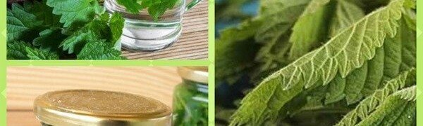 Здравствуйте, дорогие читатели. Несмотря на то, что крапива известна нам исключительно как сорняк, она считается лекарственным растением. Еще с детства мы помним, что прикосновение к листьям этого растения может быть чревато достаточно сильным раздражением кожи. Ну, снова переживать те же ощущения нас никто не заставляет, так как мы будем использовать крапиву в качестве лекарства. Если забыть о детских страхах, то можно смело приступать к приготовлению спиртовой настойки на основе крапивы. Растение обладает огромным количеством полезных свойств, которые мы и попытаемся извлечь в процессе приготовления лекарства. Масло крапивы активно используется в косметологической промышленности. 
Кроме того, растение часто используется для приготовления различных блюд. Оно богато всеми необходимыми микроэлементами, в которых так нуждается наш организм.

Многие медикаменты содержат в своем составе экстракт крапивы, поэтому ее можно смело применять для лечения многих заболеваний. Если вы не доверяете аптечным препаратам, то можно самостоятельно приготовить такое средство, как настойка крапивы на водке. Так вы будете уверены в стопроцентной натуральности приготовленного продукта.
Крапива — как сделать настойку 

Если вы хотите получить действительно полезное лекарство, то для его приготовления вам понадобится качественное сырье. Можно, конечно, купить сухие листья крапивы в аптеке, но так вы не будете уверены в максимальной пользе купленного сырья.

    Читайте в рубрике:  Трава крапивы и листья крапивы. 

Производитель, заботясь о долгосрочном хранении продукта, обеспечивает обработку растения различными химическими веществами. Это может привести не только к частичной потере полезных веществ, но и нанесению вреда организму человека.

Крапива

Поэтому лучше всего заготовить сырье самостоятельно, выращивая крапиву в своем саду. Как правило, основой многих лекарственных препаратов являются именно листья крапивы, но нередко используются и корни растения.

Лучшим временем для заготовки растения все-таки считается май. Именно в это время ростки содержат в себе наибольшую концентрацию всех полезных витаминов и микроэлементов. С наступлением лета, пагубное воздействие солнечных лучей лишает растение некоторой части его полезных веществ. Именно поэтому так важно «собрать урожай» именно в мае.

Наверное, не стоит и говорить о том, что сбор крапивы должен производиться в специальных защитных перчатках.

Обратите внимание на то, что листья нельзя сушить под прямыми солнечными лучами. Сырье следует разложить на плоской поверхности где-нибудь в тени, но главное, чтобы это место хорошо проветривалось.

Уже готовую настойку также запрещается хранить в месте, доступном для солнечного света. Это может привести к тому, что настойка попросту потеряет всю пользу, которой она так славится. Храниться продукт может не более двух лет, причем, это должно быть сухое темное место.

Как все мы знаем, для приготовления любой настойки необходимо всего два ингредиента, одним из которых всегда является спирт. Сырьем же выступает какое-либо растение, которое может использоваться как в свежем, так и в сушеном виде.
Настойка крапивы на водке применение

В общем-то, такой продукт можно спокойно отнести к универсальным средствам, которые помогают избавиться от многих заболеваний.

Чаще всего такая настойка используется для лечения заболеваний пищеварительной системы:

— сбои в работе кишечника (запор, понос);

— гастрит;

— язва желудка или двенадцатиперстной кишки;

— энтероколит.

Кроме того, настойка применяется при заболеваниях печени и желчного пузыря. Экстракт крапивы входит в состав такого известного лекарственного препарата, как «Аллохол».

Такая настойка входит в комплекс лекарств, применяемых при лечении нервных расстройств любого рода: невроз, истерия, невралгия и эпилепсия.

Лечение заболеваний органов выделительной системы также предполагает применение настойки крапивы. Она обладает достаточно сильным мочегонным эффектом. Лучше использовать именно настойку, так как только спирт способен сохранить в себе большую часть полезных веществ растения.

Крапива также славится своей пользой для иммунной системы человека. Она содержит в себе довольно большой процент аскорбиновой кислоты.

Крапива

Даже в смородине, которая всем известна своим богатым витаминным составом, содержится в два раза меньше витамина С, нежели в крапиве.

Поэтому так важно употреблять такую настойку именно в зимнее время, когда организм испытывает недостаток многих витаминов. Регулярно принимая такое средство, вы почувствуете заметный прилив энергии, которую вы сможете направить в нужное русло.

Такое растение, как крапива, уже давно является одной из главных составляющих многих косметических средств по уходу за волосами. Кто-то привык покупать шампуни, изготовленные на основе крапивы, ну а кто-то по старинке готовит отвар из крапивы, который используется как ополаскиватель.
Настойка крапивы на спирту – рецепт

Существует огромное количество различных рецептов, каждый из которых предназначен для лечения определенного заболевания, но об этом мы поговорим немного позже. Для начала следует рассмотреть два классических рецепта, которые разнятся только видом сырья.
1. На свежих листьях

Все же рекомендуется собирать крапиву именно в мае, так как именно в это время она будет содержать в себе наибольшее количество полезных веществ. Итак, собранные листочки крапивы тщательно промываем и даем ей немного просохнуть.

Далее мелко нарезаем наше сырье, которого нам понадобится примерно стакан, и помещаем его в литровую банку. Заливаем крапиву двумя стаканами чистой водки и отправляем в темное место ровно на две недели.

Настойка крапивы

Обратите внимание на то, что вам придется ежедневно встряхивать банку с содержимым. Это только ускорит процесс приготовления полезной настойки.

По истечению указанного времени, настойку нужно процедить, отделив ее от жмыха.
2. На сухом сырье

Если у вас не было времени на приготовление настойки, и максимум, что вы успели сделать — это собрать листочки крапивы, то можно приготовить средство из сушеного растения.

Несмотря на то, что свежее растение является более полезным, нежели сушеное, целители все же настаивают на высокой эффективности и второго варианта. Здесь главное, чтобы процесс сушки был произведен правильно.

Итак, высушенные листья крапивы необходимо измельчить, путем простого перетирания. Мы должны получить половину стакана перетертой крапивы, которую нам нужно поместить в сосуд из темного стекла. Заливаем сырье стаканом водки и таким же количеством кипяченой воды. Настаивается средство также около двух недель.

Обратите внимание на то, что хранить настойку лучше в холодильнике, распределив ее по маленьким пузырькам из темного стекла. При таком раскладе, средство может сохранять свою пользу до трех месяцев.
Как принимать настойку крапивы

Каждое заболевание требует индивидуального лечения, даже если лечение будет проводиться с помощью одного и того же средства. То есть, для каждой болезни существует своя дозировка приема лекарства, превышать которую ни в коем случае нельзя:
Заболевания сердечно-сосудистой системы

Настойку рекомендуется принимать по 25 капель трижды в день. Делать это лучше после приема пищи, разбавляя настойку в небольшом объеме воды. Курс лечения составляет один месяц, после чего делается перерыв в две недели.
Удаление песка и камней из почек

Средство нужно принимать каждые два часа в дозировке, равной 50 мл водно-спиртовой настойки. Перед проведением такой терапии важно проконсультироваться с врачом, а также — пройти обследование с целью определения размеров камней.
Очищение легких

Водочную настойку необходимо принимать по столовой ложке три раза в день перед приемом пищи. Для более мягкого употребления лучше разбавить средство в воде.
Снижение уровня сахара в крови

Настойку нужно принимать трижды в день по столовой ложке. Желательно также разбавлять в кипяченой воде.
Заболевания органов пищеварения

Необходимо принимать средство три раза в день по чайной ложке. Обратите внимание: принимать настойку нужно именно за полчаса до еды. Курс лечения составляет два месяца.
Боль в суставах

В данном случае настойка будет использоваться в качестве растирки. Процедуру лучше всего проводить именно перед сном. Если заболевание только начинает свое развитие, то данное средство поможет остановить этот процесс.
Настойка крапивы для волос

Существует достаточно большой выбор средств, которые можно приготовить из крапивы в домашних условиях. Как правило, в качестве ополаскивателя используется отвар из крапивы, который способствует укреплению волосяных луковиц, а значит, останавливает процесс выпадения волос.

    Читайте в рубрике:  Как заваривать крапивы для волос — полезные рецепты. 

На самом деле крапива является настоящей находкой для приготовления средств по уходу за волосами. Она очищает кожу головы от перхоти, приводя в норму ее состояние. В результате, работа сальных желез полностью контролируется, благодаря чему, волосы будут «жирнеть» не так быстро.

Приготовить ополаскиватель можно как на основе отвара, так и с помощью обычной спиртовой настойки. Мы будем использовать именно второй вариант, так как он является более простым.

Конечно, можно каждый раз готовить отвар, но это будет отнимать у вас слишком много времени. А плюс спиртовой настойки в том, что ее можно просто развести в теплой воде, в результате чего мы и получим ополаскиватель.

Крапива для волос

Для приготовления настойки нам понадобится 200 г сухой крапивы, которую нужно залить стаканом воды. Настаивается средство две недели, после чего — хранится в холодильнике.

Как правило, на 200 мл воды будет достаточно двух столовых ложек настойки. Именно в такой пропорции используется средство для того, чтобы ваши волосы обрели не только красоту, но и здоровье.

Крапива является универсальным растением, которое используется для приготовления многих лекарств и косметических средств. Но, только в виде настойки крапива может долгое время сохранять свои полезные вещества. Но это возможно лишь в том случае, если настойка крапивы на водке будет храниться в правильных условиях.

При разных заболеваниях средство будет приниматься в определенной дозировке. Прежде чем заниматься самостоятельным лечением, необходимо проконсультироваться с доктором.