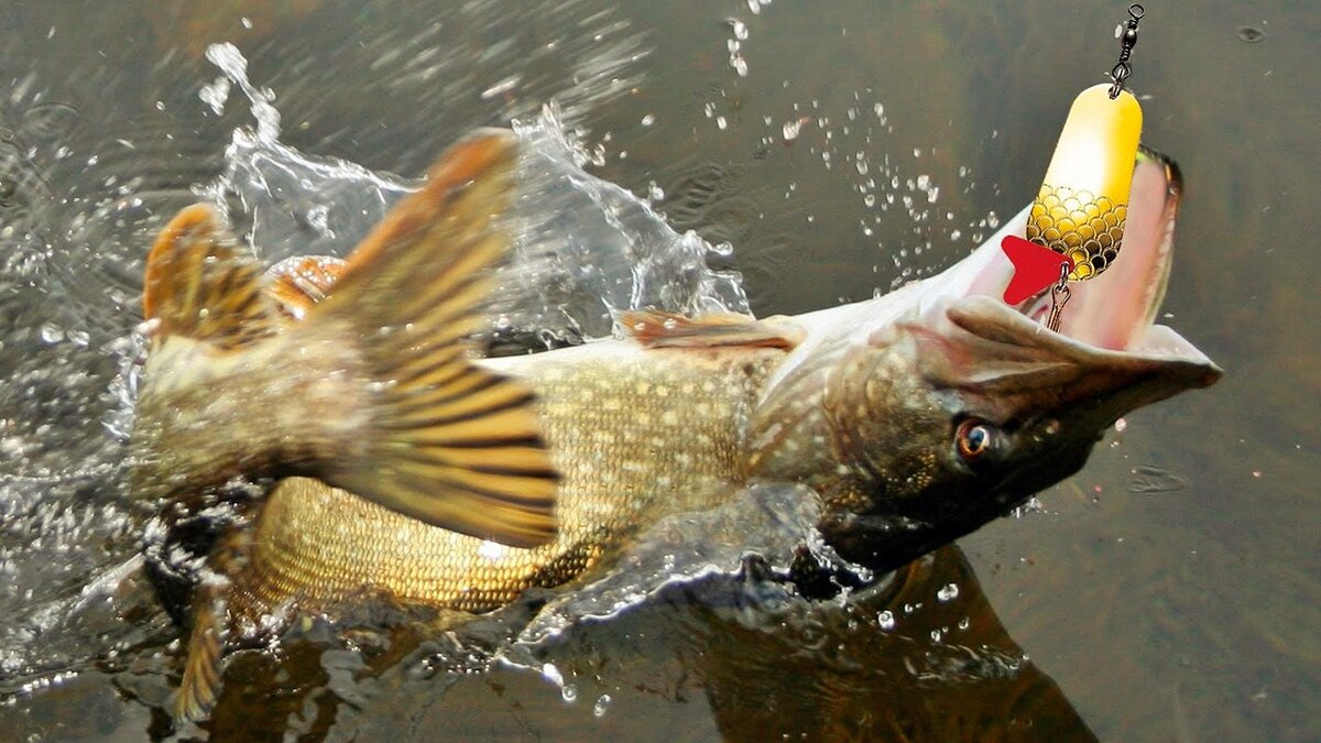 Блесны для щуки