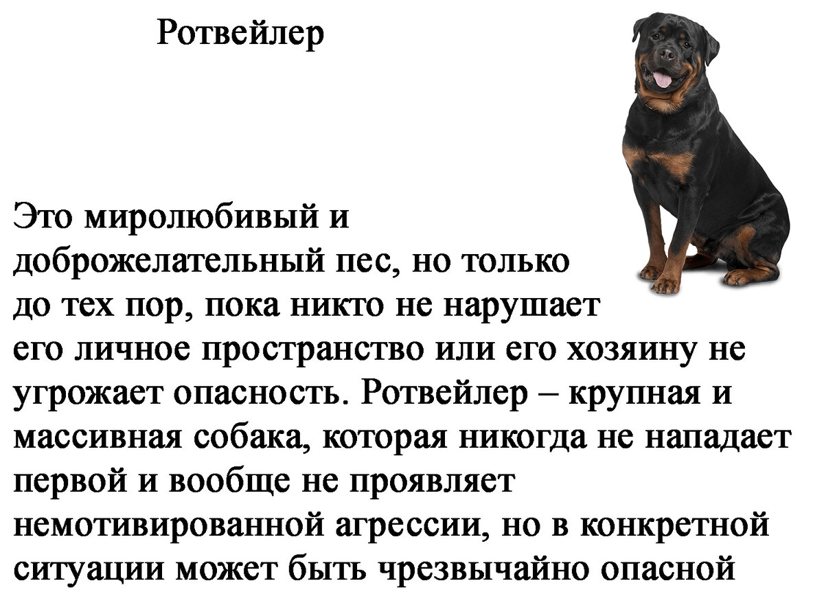 Самые злые вопросы самая первая. Имена клички собак мальчиков. Клички для собак больших пород. Клички собак для мальчиков крупных пород. Злые клички для собак мальчиков.