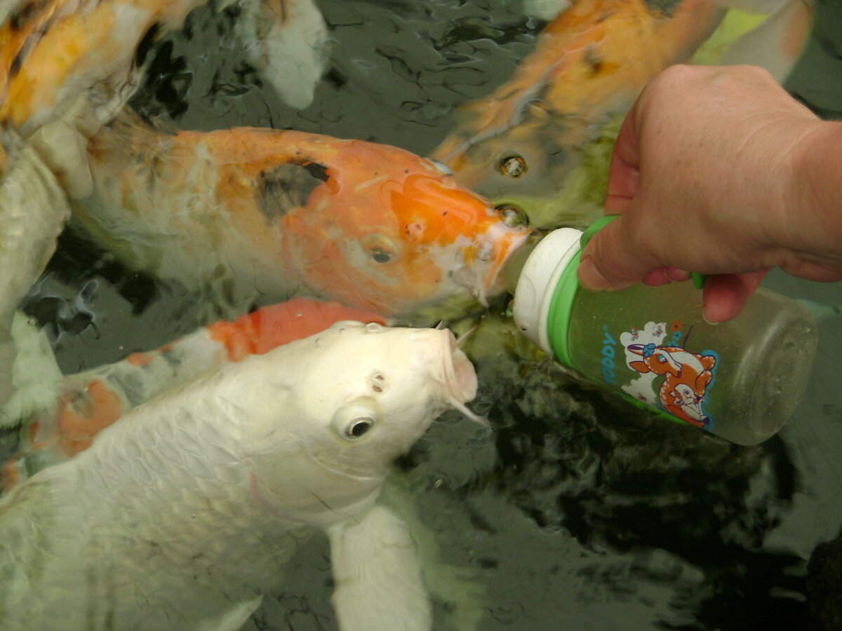 Это в Таиланде в океанариуме за 20-50 бат (40-100 рублей) дают бутылочку с соской покормить рыбок.