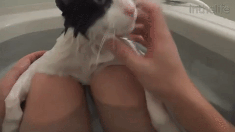 гифка: eushtiu.com