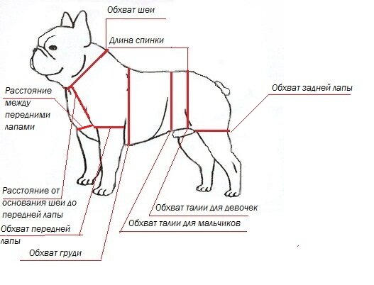 Одежда для французского бульдога своими руками: выкройки одежды, как сшить, где купить