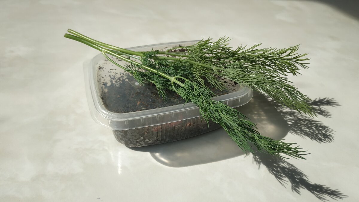 Укроп для приправки червя