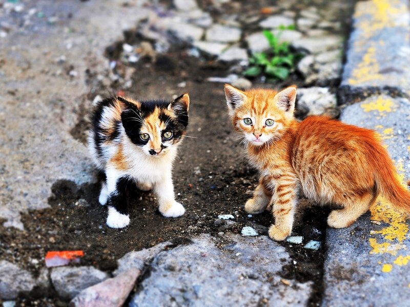 Уличные котята