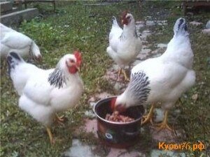 Задумывая завести на приусадебном участке небольшое хозяйство, большинство дачников выбирают для разведения кур, так как они меньше другой домашней живности требуют ухода, при этом принося своим хозяевам не только мясо в конце дачного сезона, но кроме того свежие яйца на всем его протяжении. Однако, чтобы получить хороший результат недостаточно только создать соответствующие условия и запастись необходимыми кормами, нужно еще правильно подобрать лучшие породы кур несушек, а именно закупаемых цыплят.   
Порода разводимых кур имеет большое значение. Во-первых, не все из них так уж неприхотливы, как об этом говорят и пишут. Некоторые куры требуют особого ухода, при отсутствии которого перестают нестись, а также нагуливать живую массу. 
 
Во-вторых, не все породы отличаются универсальностью, которая позволяла бы получить хорошие результаты одновременно и по мясу и по яйцам. Ну и третье, кур отдельных пород не рекомендуется разводить в наших климатических условиях. 
 
Какие же породы куриц несушек совмещают в себе всё необходимые для успеха? Прежде всего, стоит обратить внимание на кур универсальных мясо-яичных пород. Среди этой довольно многочисленной группы выделяются птицы таких пород, как кучинские юбилейные, московские черные, загорские лососевые. 
 
Об этих породах слышал, наверное, каждый птицевод-любитель. Однако, есть еще один вид мясо-яичных кур, последнее время незаслуженно забытый владельцами небольших частных хозяйств – это адлерская серебристая порода кур. 
 
Это порода кур была выведена в середине 20 века, в городе Адлер, за что и получила свое название. Советские птицеводческие хозяйства по достоинству оценили качества адлерских серебристых кур и вплоть до 90-х годов прошлого века их поголовье росло стремительными темпами. Однако, затем экономическая нестабильность постперестроечных времен и первого периода независимости России внесла свою коррективу. 
 
Количество голов адлерской серебристой породы несушек стало также быстро сокращаться и сегодня их насчитывается по всей России не более 100 тыс. голов, что является просто мизерной цифрой, особенно, если учитывать практически уникальные свойства данной породы. 
 
Породы кур несушек для домашнего содержания 
Описание ее начнем с внешних особенностей, к которым, прежде всего, следует отнести хорошо развитый костяк, желтые ноги, красные ушные мочки и листовидный гребень. 
 
Масса взрослой курицы-несушки адлерской серебристой породы составляет 2,7-2,8 кг, цыплята набирают вес быстро – уже к 2-х месячному возрасту достигают порядка 850-900 г. 
 
Яйца от адлерский кур имеют коричневую окраску и среднюю массу 60-80 г. В среднем здоровая хорошо развитая несушка адлерской породы в первый год приносит 210-220 яиц. 
 
Выращивание и содержание адлерских серебристых кур имеет свои особенности. Одна из них связана с необходимостью сознательной задержки их развития. Дело в том, что идеально подходящим для несения первого яйца считается возраст несушки от 165 до 180 дней. 
 
Однако, птица, выведенная в начале апреля, отличается более быстрым развитием, так что первое яйцо может быть снесено даже раньше достижения 5-ти месячного возраста. 
 
Радоваться такому факту могут только неопытные птицеводы, так как хозяева со стажем знают, что молодки, начавшие нестись слишком рано, в последствии страдают выпадением яйцевода, а от этого частые болезни и общая слабость птицы. 
 
Поэтому процесс нужно построит таким образом, чтобы молодняк появлялся на свет только в конце мая или начале июля. Выведенные в этот период цыплята развиваются в естественных условиях с точки зрения погоды и длительности светового дня. 
 
Это оказывает на их состояние благотворное влияние, несушки вырастают более крепкими, устойчивыми к болезням, а самое главное, выпадение яйцовода у них не наблюдается, поскольку они начинают нестись в положенные сроки. Единственный минус такого подхода – мелкие яйца, которые куры несут первые два месяца, но затем размеры и масса яиц приходят к норме. 
 
Напоследок хочется дать еще один совет, который, надеемся поможет начинающим птицеводам правильно подобрать породу кур. Изучая, сравнивая предлагаемые варианты, при прочих равных показателях и характеристиках специалисты рекомендуют отдавать предпочтение птицам, которые отличаются меньшей массой. 
 
Этот совет основывается на давно известном правиле, которое гласит, что птица с большей массой тела несется хуже, нежели более «легкие» породы.