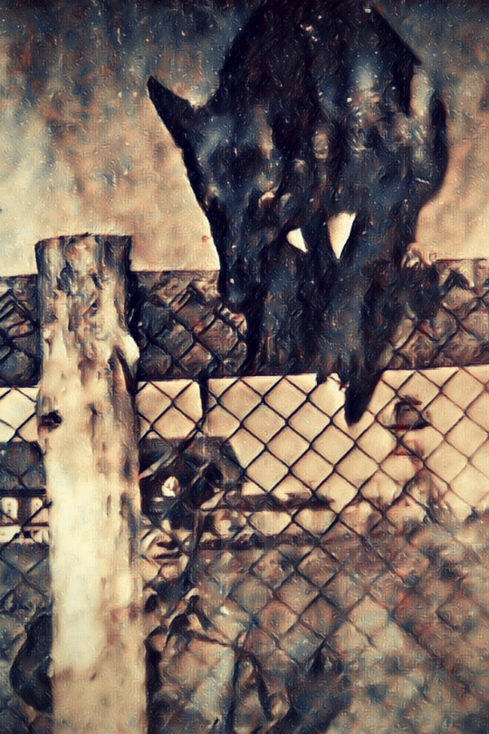 о.Зелёный в\ч 2255, тренировка служебных собак, 80-е годы.