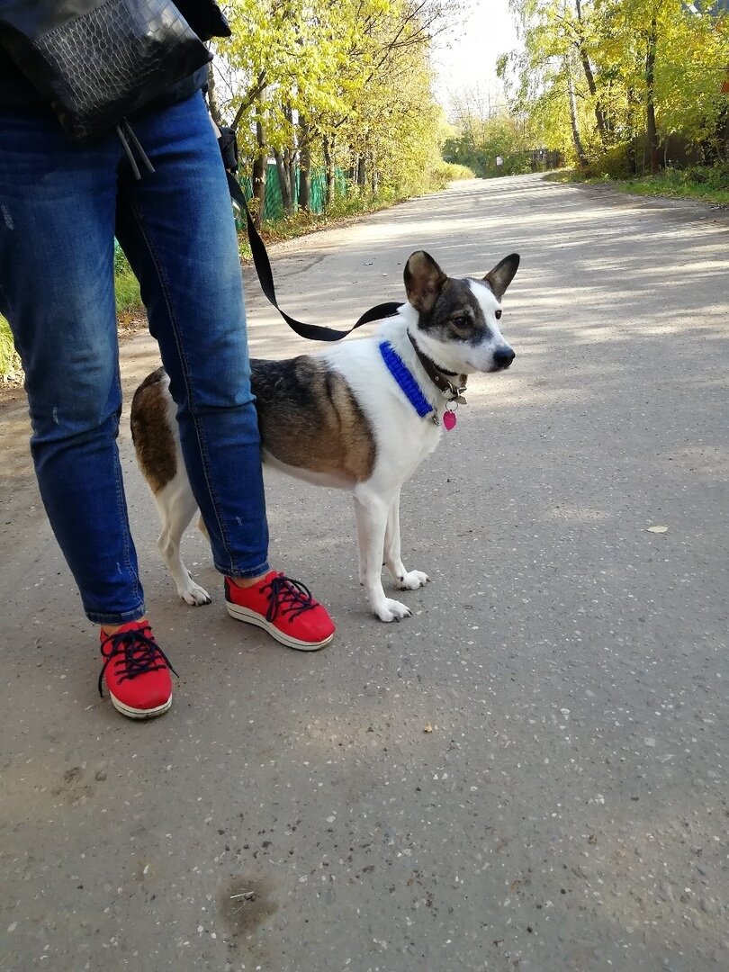 Лея из Банды Дворян