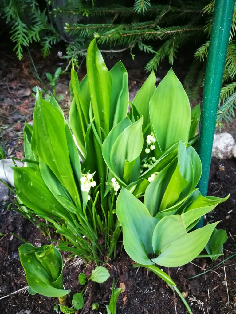 Оформляем клумбы под садовыми и хвойными деревьями