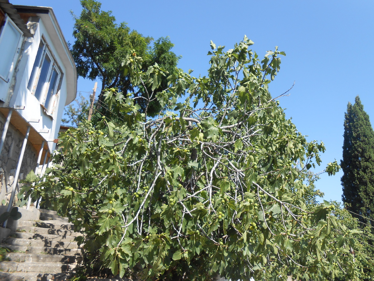 Город сразу понравился и полюбился мне. Он расположен на горе и поэтому, когда вы будите путешествовать по нему вы либо резко будите подниматься, либо резко спускаться, местами есть такие отрезки дороги, что обувь под ногами просто проскальзывает от наклона. Первое время путешествия и рассматривая городок, я даже терялась куда идти. Внизу улицы выложены камнями, дома многие резные, деревянные.  