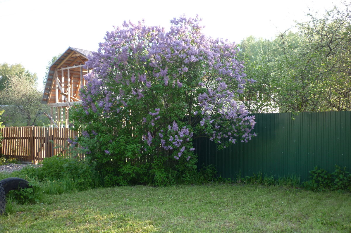 Шахматово сирень. Деревня куст. Деревенский домик с кустом. Деревня куст. Чубушник живая изгородь.