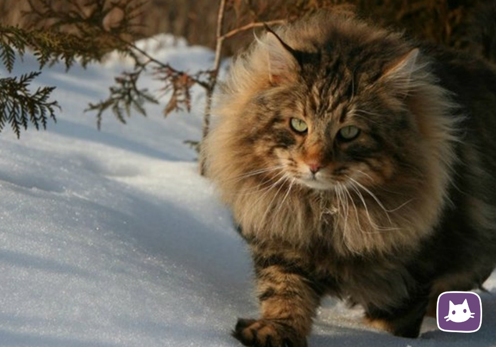 🐈Норвежский лесной кот: сочетание силы и нежности | Нос, хвост, лапы | Дзен