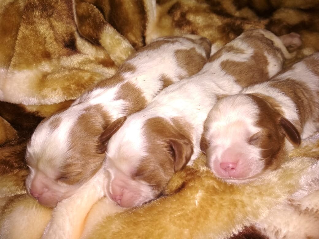 Щенки Кавалер Кинг Чарльз Спаниеля