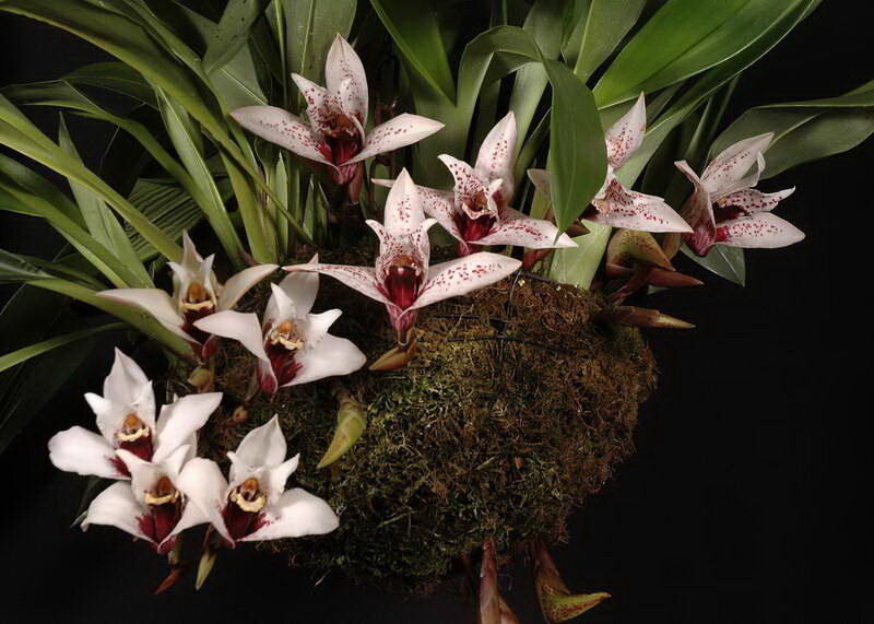 Максиллярия грандифлора Maxillaria Grandiflora