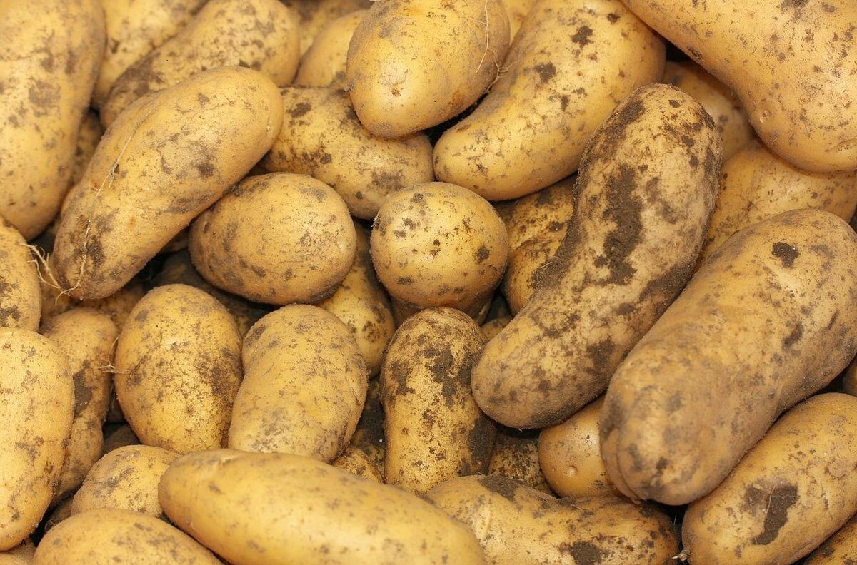 Картофель Solanum tuberosum