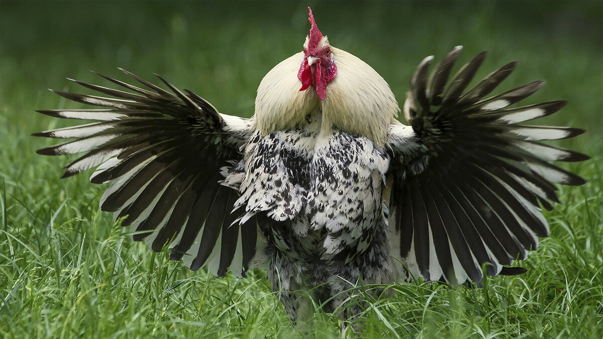 (Картинка предоставлена Яндексом)