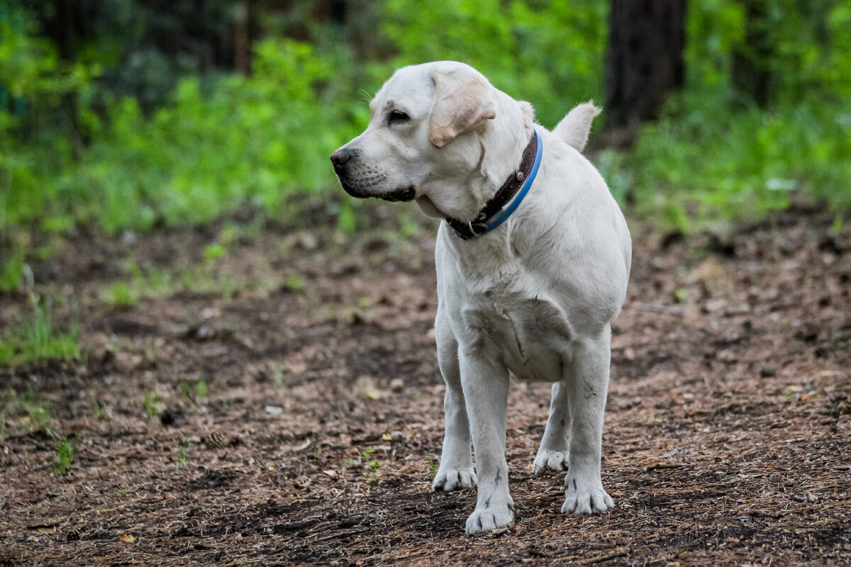 Палевый лабрадор на прогулке в лесу 