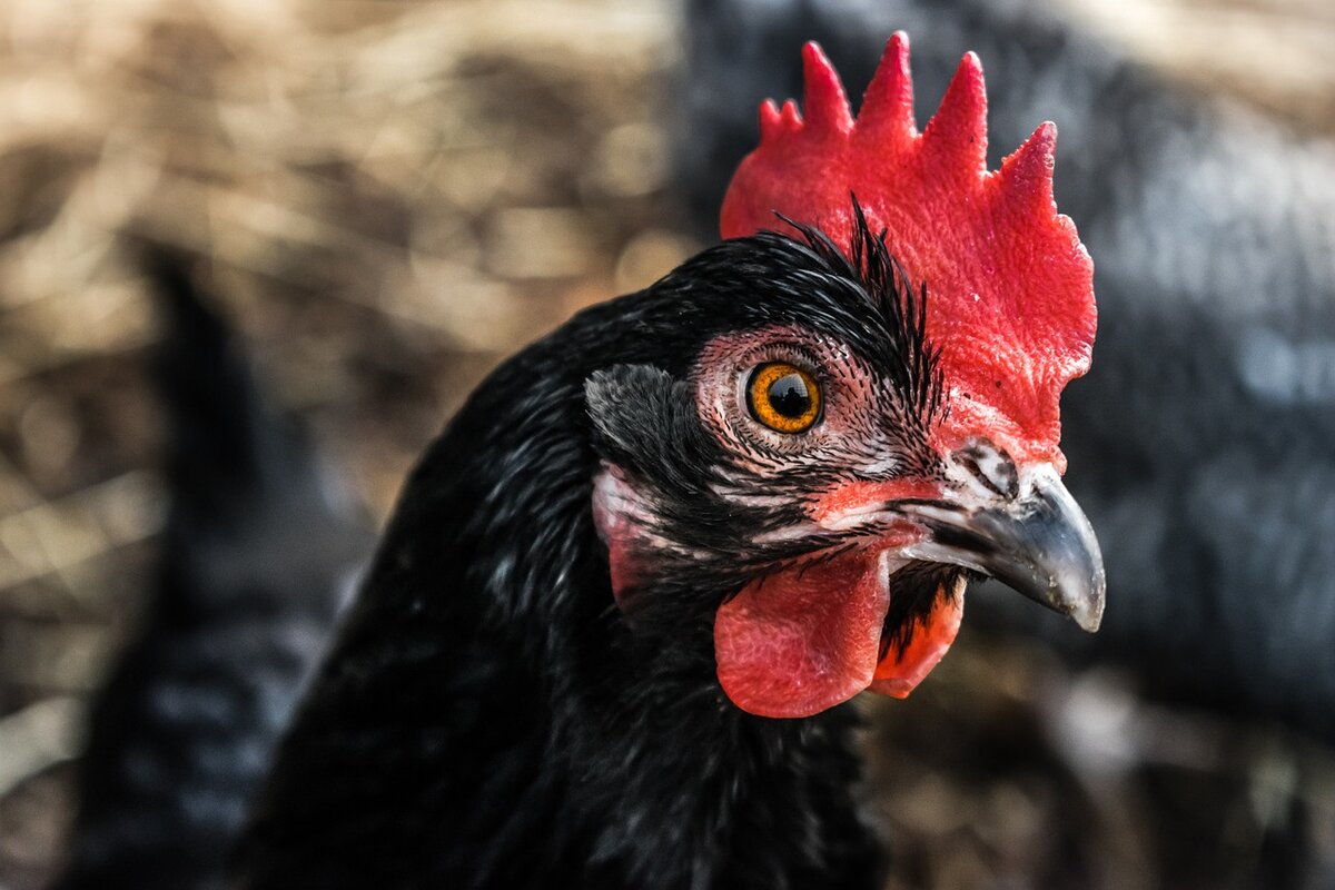 https://pixabay.com/photos/alive-black-chicken-hen-farm-bird-2358942/