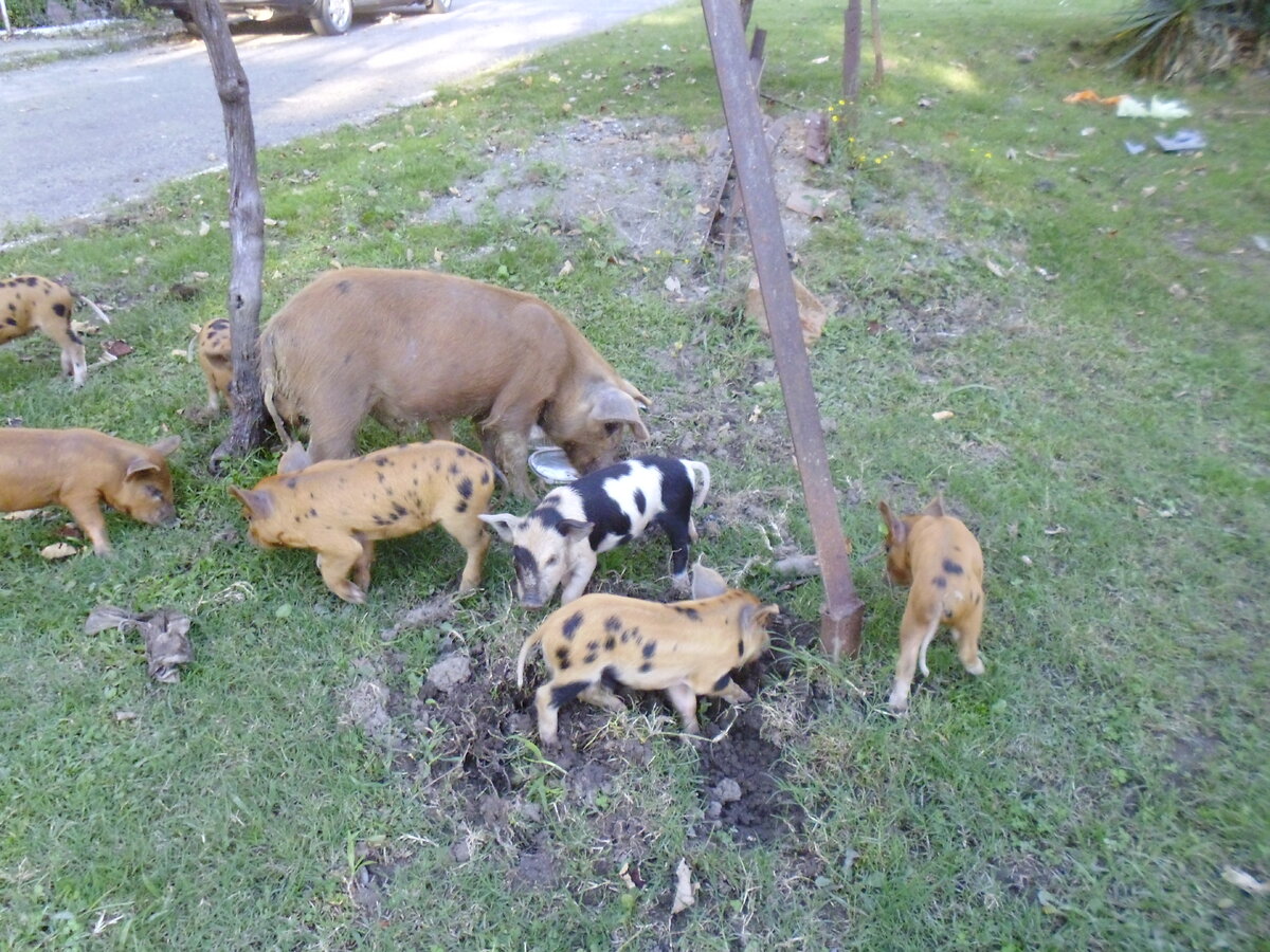 Дворовая свиноферма.