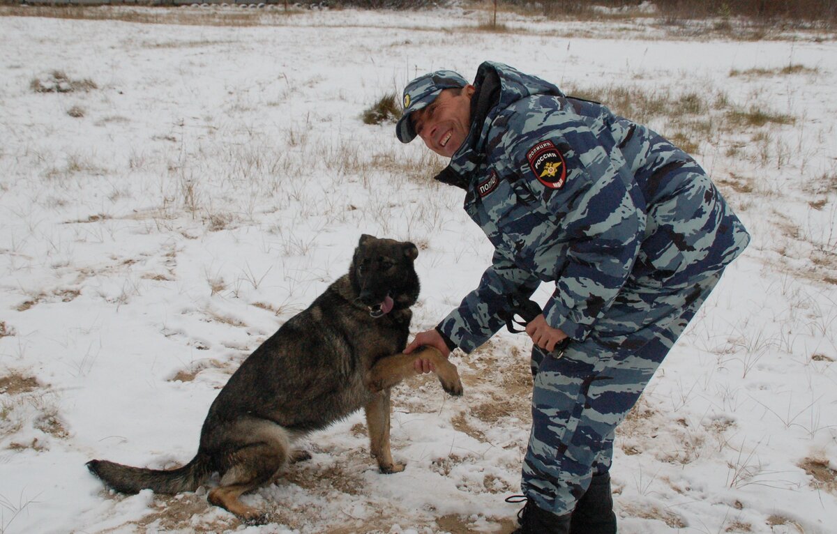
«В декабре прошлого года в Архангельске произошёл грабёж с применением насилия. Неизвестный выхватил у женщины сумку и скрылся. Для поиска я применил собаку, которая проработала запаховый след. Ей удалось обнаружить сумку пострадавшей, спрятанную в сугробе и уже по этому следу выйти на квартиру подозреваемого, где, собственно говоря, его и задержали», – вспоминает полицейский.
