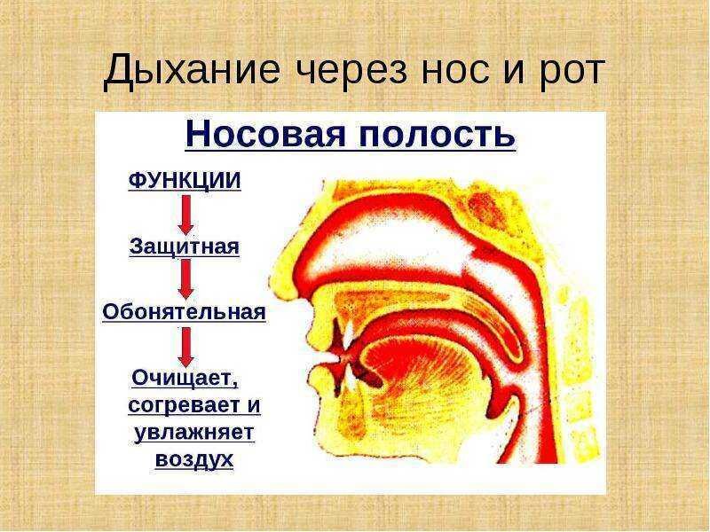 Как проходит воздух через нос схема