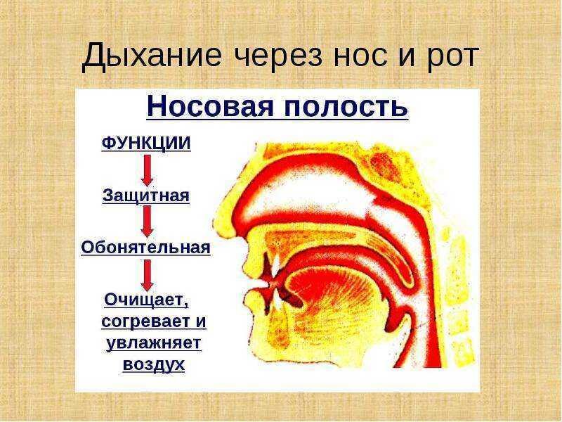 ТРАВМЫ НОСА: СИМПТОМЫ, ДИАГНОСТИКА, ЛЕЧЕНИЕ | ЛОР Клиника Киев – лечим и оперируем