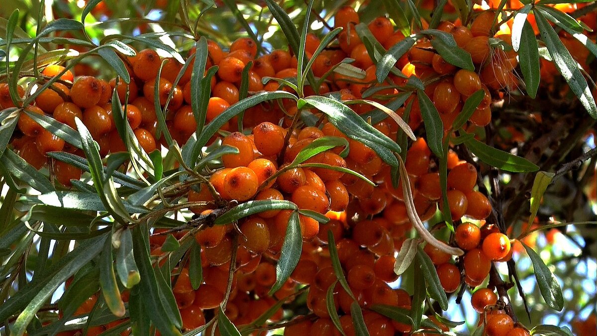 Облепиха. Источник:pixabay.com