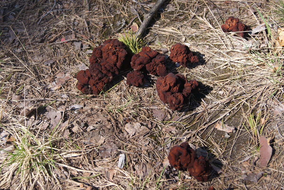 Gyromitra esculenta (Строчок обыкновенный)