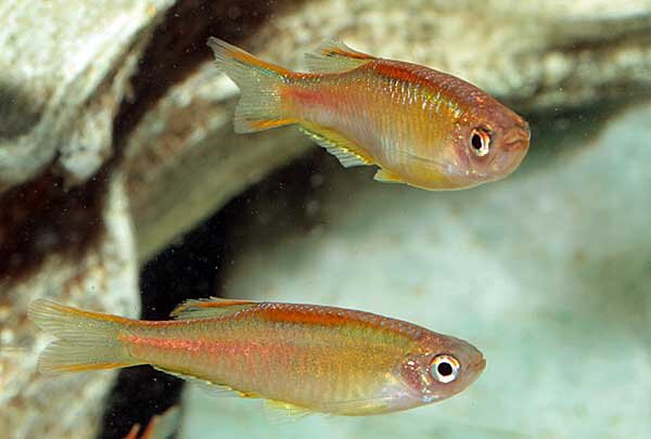 Источник фото: daljeetfishaquarium.blogspot.com  